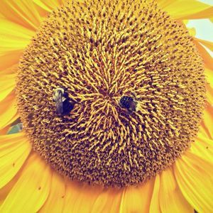 Meet your Posher, Andraya